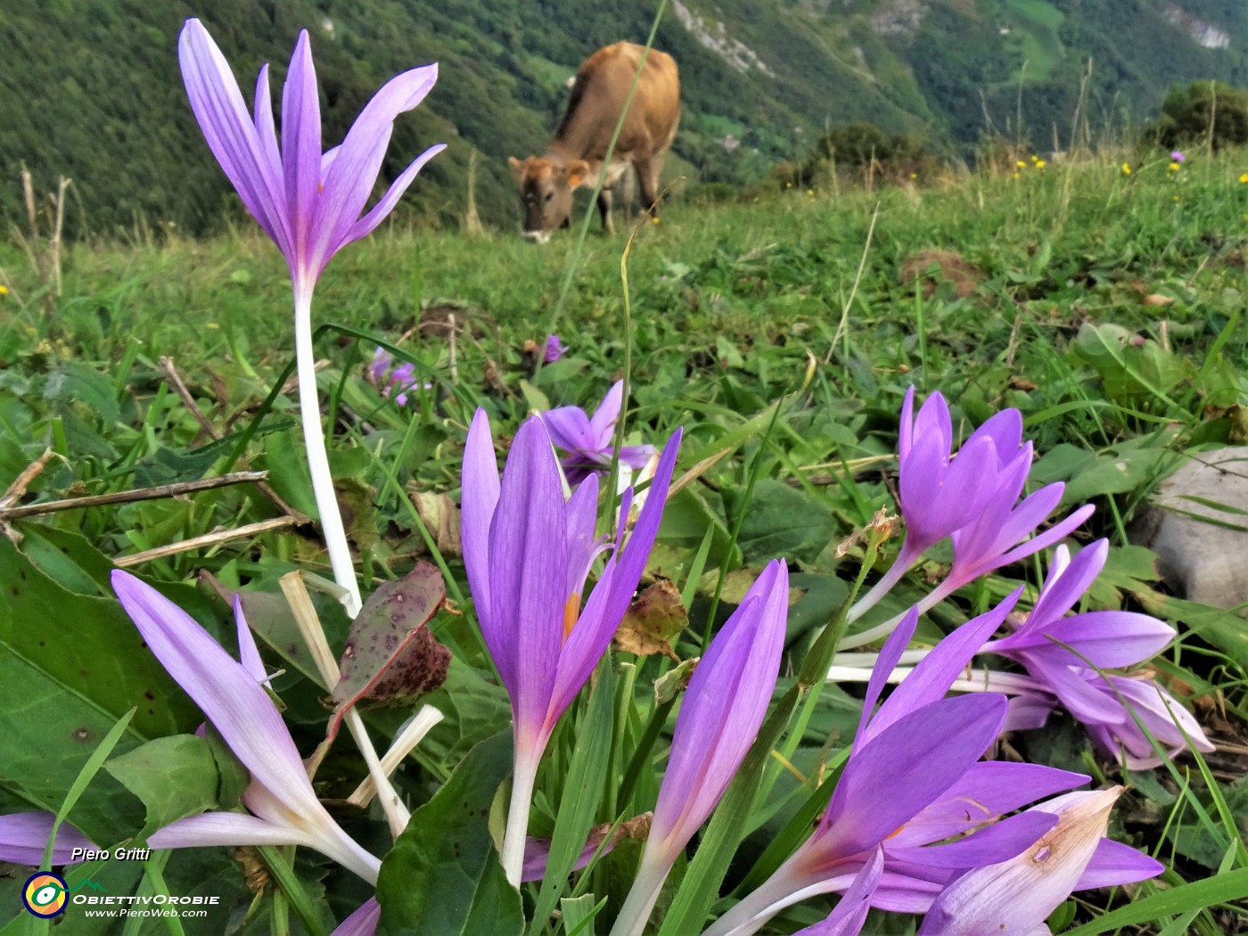 59 Colchicum autumnale ( Colchico d'autunno) con mucca al pascolo trado-pomeridiano.JPG